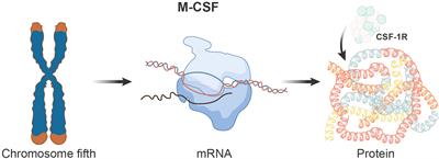 Macrophage colony-stimulating factor and its role in the tumor microenvironment: novel therapeutic avenues and mechanistic insights